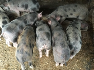 Vand 5 purcei de 3 luni  - imagine 2