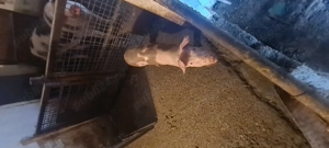 Vând porci de carne  - imagine 3