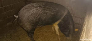 porc bazna pt sacrificat - imagine 2
