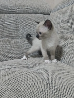 Puiuț siameza fetiță 8 săptămâni  - imagine 2