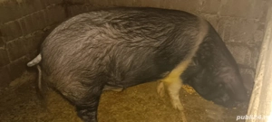 porc bazna pt sacrificat - imagine 3