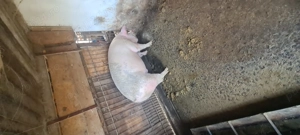 Vând porci de carne  - imagine 4