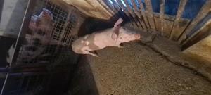 Vând porci de carne  - imagine 5