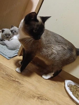 Puiuț siameza fetiță 8 săptămâni  - imagine 4