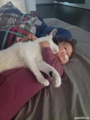 donez doua pisici  - imagine 2