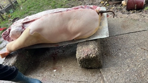 Porci de țară de vânzare