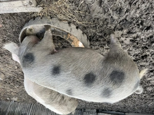 Porci de țară de vânzare - imagine 2