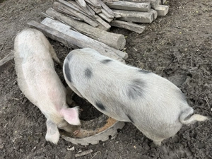 Porci de țară de vânzare - imagine 3