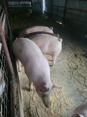 Vand porci90- 150 kg - imagine 2