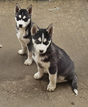 Cățeluși Husky Siberian 9 săptămâni  - imagine 2