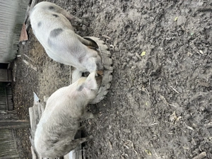 Porci de țară de vânzare - imagine 4