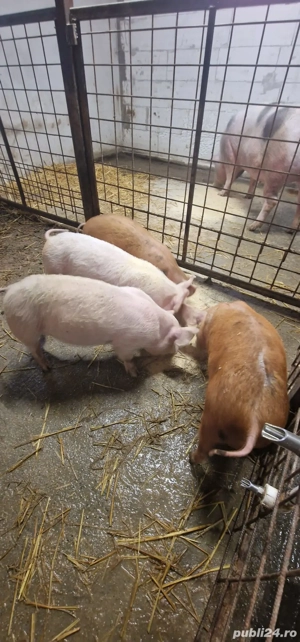 Vand 4 purcei  - imagine 2