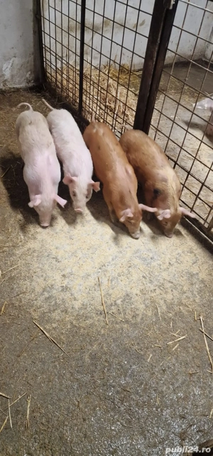 Vand 4 purcei  - imagine 4