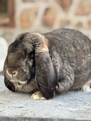 Femela Berbec German Agouti - imagine 4