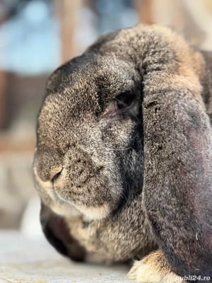 Femela Berbec German Agouti - imagine 5