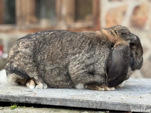 Femela Berbec German Agouti - imagine 2