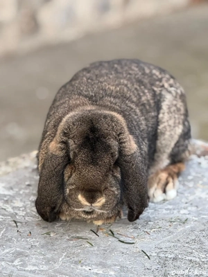 Femela Berbec German Agouti