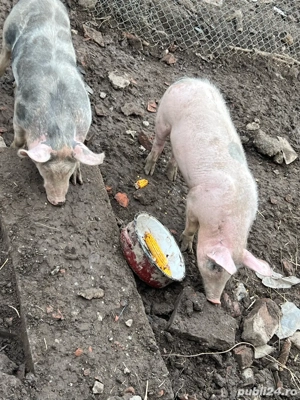 purcei(soldani) - imagine 2