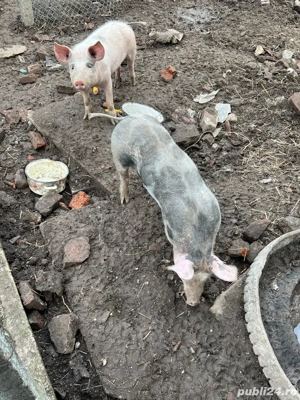 purcei(soldani) - imagine 3