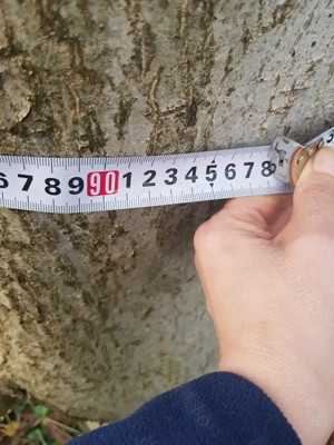 Vand nuc pentru mobila sau scanduri