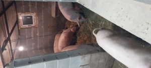 De vânzare! Peregu mic 