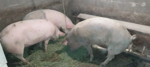 De vânzare! Peregu mic  - imagine 2