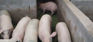 De vânzare! Peregu mic  - imagine 3