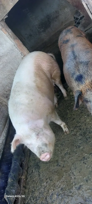 Vând porc gras - imagine 2