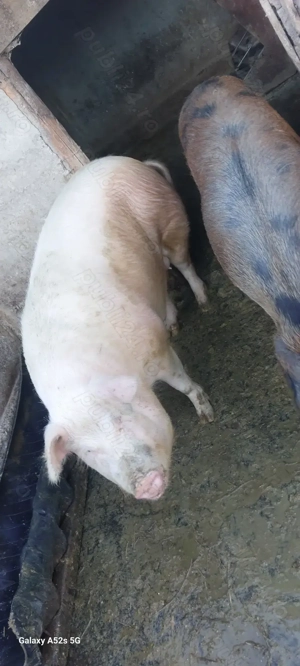 Vând porc gras - imagine 3