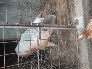 Porc 220 -230 kg popesti-valcea - imagine 2