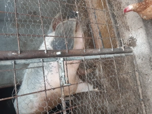 Porc 220 -230 kg popesti-valcea - imagine 3