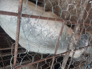 Porc 220 -230 kg popesti-valcea - imagine 4