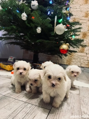 Catelusi bichon maltez