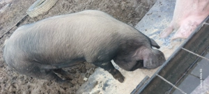 Vând porci grași  - imagine 2