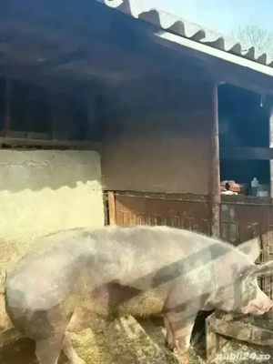 vand porc de craciun - imagine 2