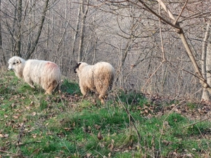 De vânzare 1berbec sulfok  - imagine 3