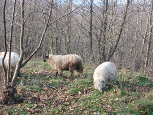 De vânzare 1berbec sulfok  - imagine 2