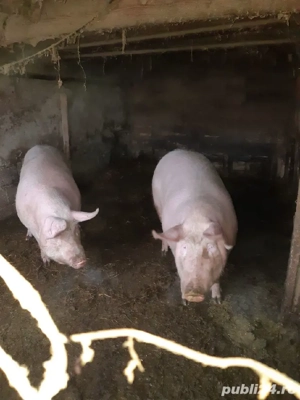 Vand porc - imagine 3