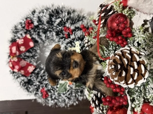 Yorkshire terrier mini toy