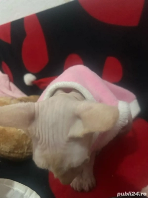 pisica sphynx sfinx varsta 2 ani jumate  - imagine 2