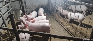 Purcei Landrace x Marele Alb 30 -35kg bucata 