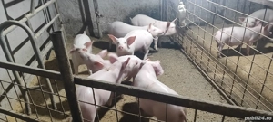 Purcei Landrace x Marele Alb 30 -35kg bucata  - imagine 2