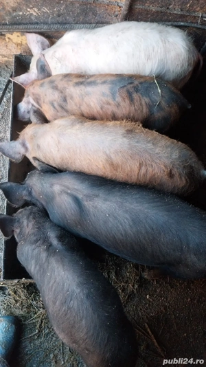 purcei de vanzare - imagine 2
