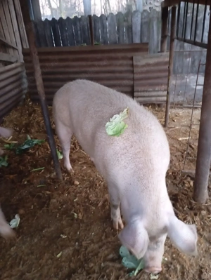 Porci de vanzare  - imagine 3