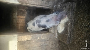 Bună ziua! - imagine 2