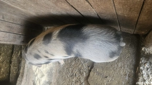 Bună ziua! - imagine 5