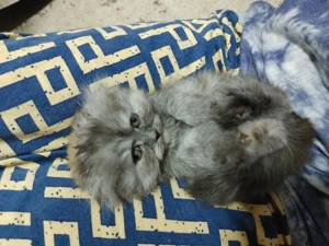 Pisicuta scottish long hair - imagine 2