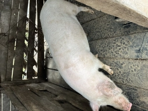 Vand porc de carne 100-110kg - imagine 4