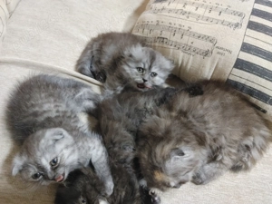 Pisicuta scottish long hair - imagine 4