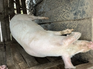 Vand porc de carne 100-110kg - imagine 3